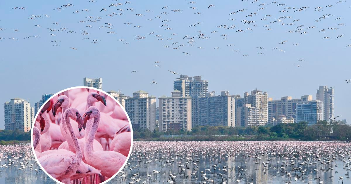 flamingos6.png?resize=1200,630 - Thousands Of Flamingos Have Flocked To Mumbai Amid Coronavirus Lockdown, Turning The Metropolis Pink