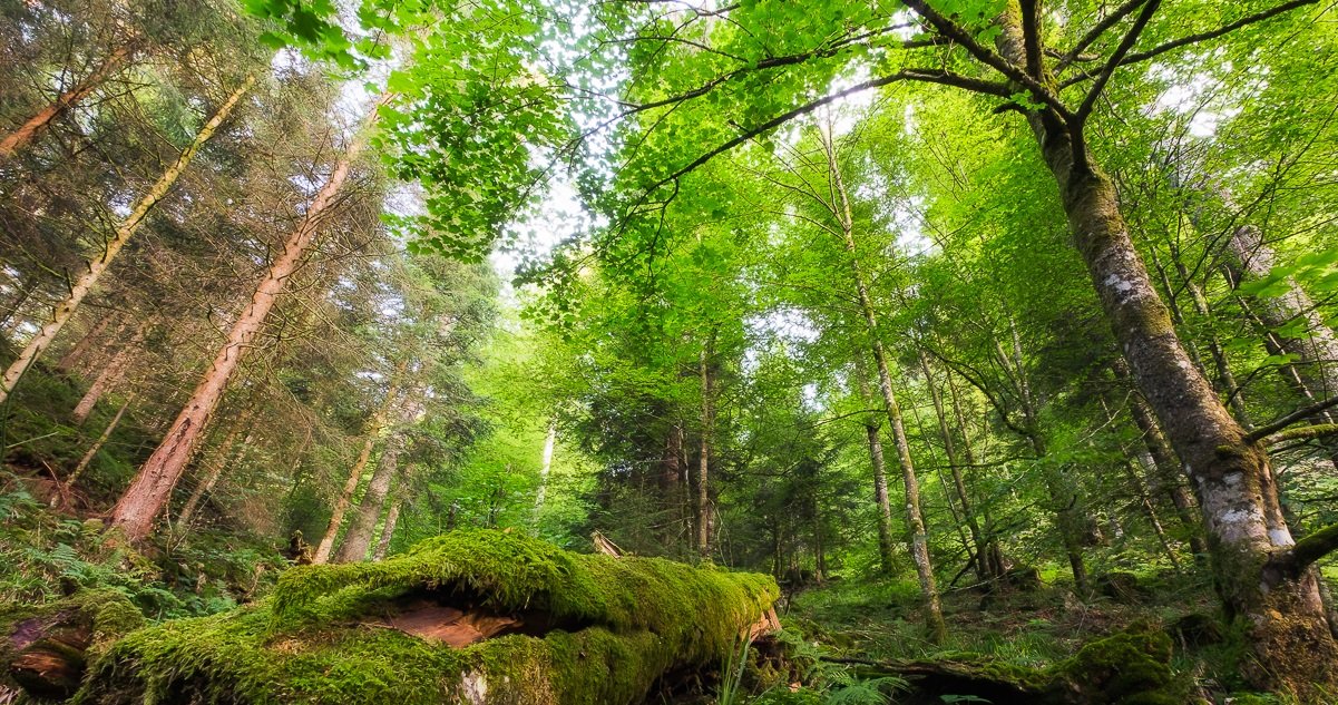 foret.jpg?resize=1200,630 - Dès le 11 mai, les habitants d'Île-de-France pourront à nouveau se promener dans les forêts