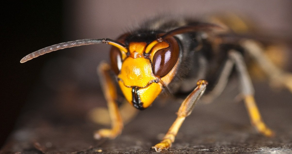 frelon.jpg?resize=412,275 - Après le coronavirus les Etats-Unis vont maintenant devoir faire face au frelon géant asiatique !