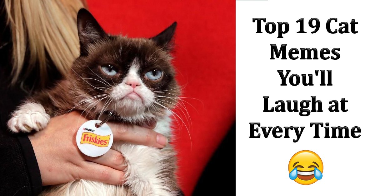 funny cat memes.jpg?fit=1024%2C538&ssl=1&strip=all - Top 19 Funny Cat Memes That You Can Relate To