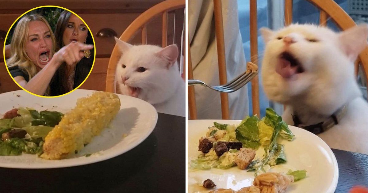 funny cat table.jpg?resize=412,275 - Story Behind Cat At Table Meme: Cat Has Now 620K Instagram Followers