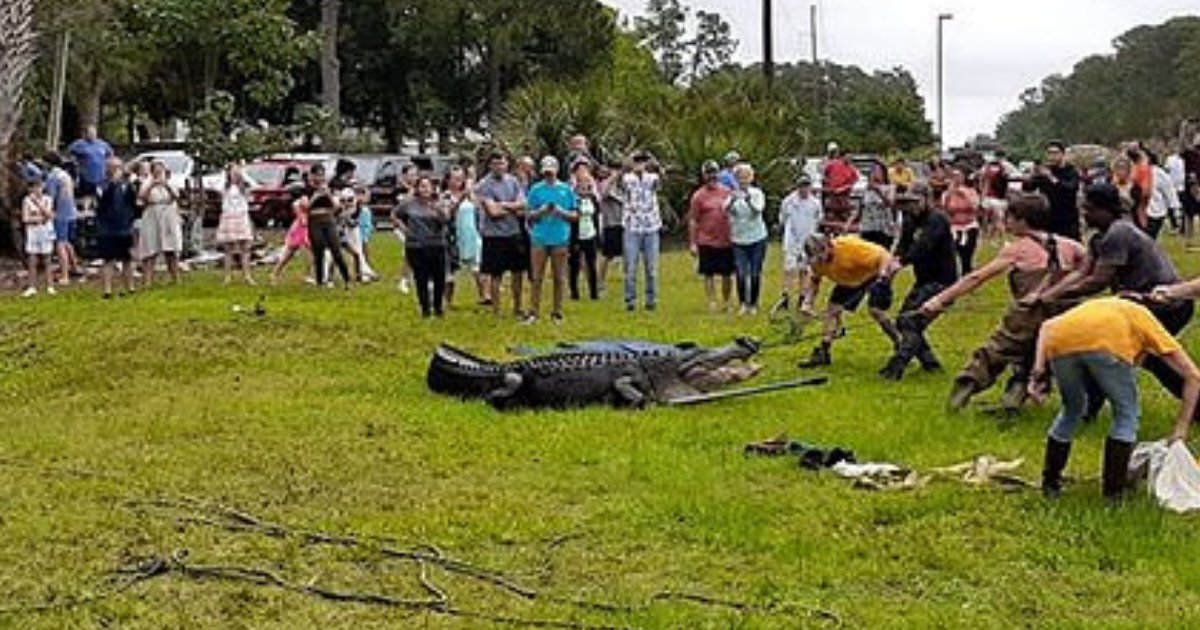 gator5.png?resize=1200,630 - Around 30 People Were Seen Sitting And Riding On Top Of An Alligator Before It Was Euthanized