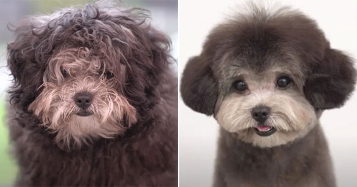 groom17.png?resize=1200,630 - Dogs That Look Almost Unrecognizable After Visiting Their Groomers, 15+ Photos