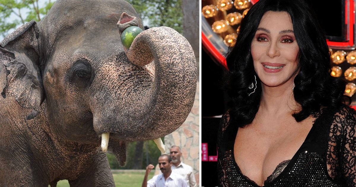 gsdgsdg.jpg?resize=412,232 - Pakistan Agreed To Free Elephant Kaavan After Campaign By US Singer Cher
