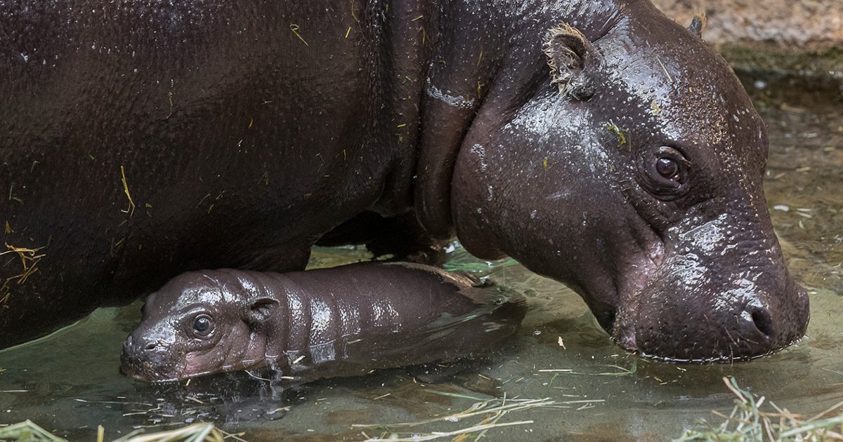 hhhdsf.jpg?resize=1200,630 - Celebrations in Full Swing at San Diego Zoo as First Pygmy Hippopotamus Born in 30 Years