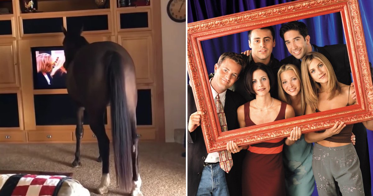 horse5.png?resize=1200,630 - Curious Horse Knocks On Front Door And Walks Inside The House To Watch 'Friends' On TV