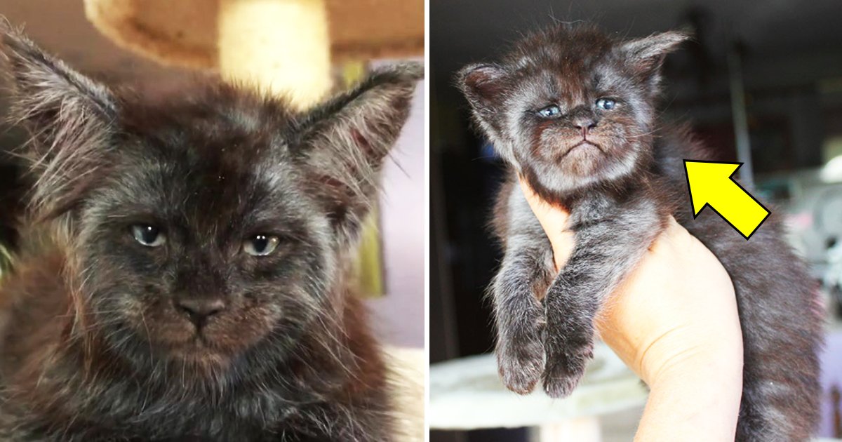 human face cat.jpg?fit=1024%2C538&ssl=1&strip=all - A Human Face Cat Exists And The World Can't Unsee It