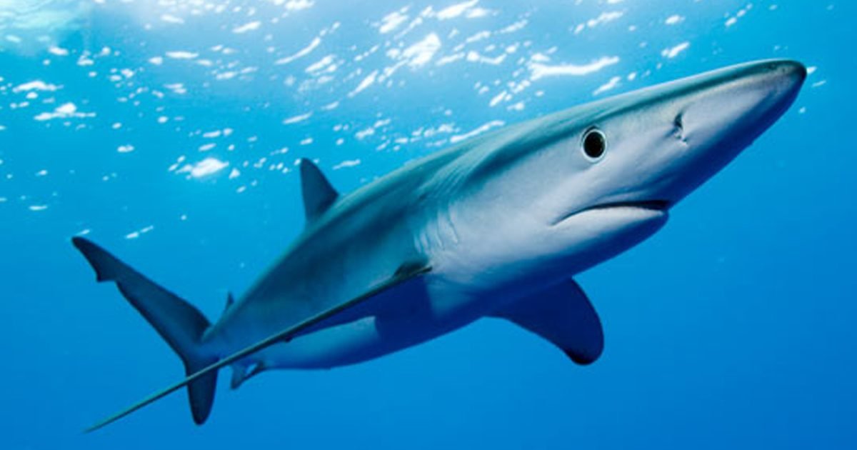 le journal catalan e1588331859905.jpg?resize=1200,630 - Vidéo : Un requin peau bleue se balade dans le port de plaisance de Sète