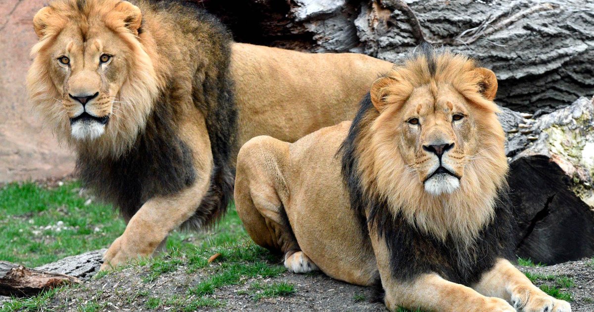 lions.png?resize=1200,630 - Chili : Un homme a tenté de se suicider dans un zoo en se jetant dans la fosse aux lions et deux félins ont été abattus