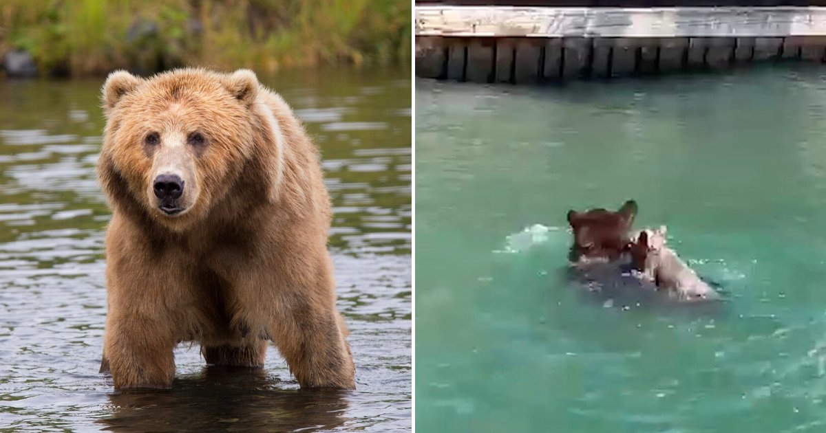 mama4.png?resize=412,275 - Mother Bear Rescued All Of Her Cubs By Swimming Each One To Safety