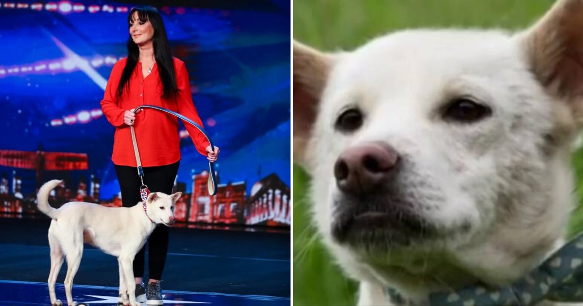 miracle5.png?resize=412,275 - Viewers Left In Tears After Learning The Story Of A Dog Rescued From Meat Trade