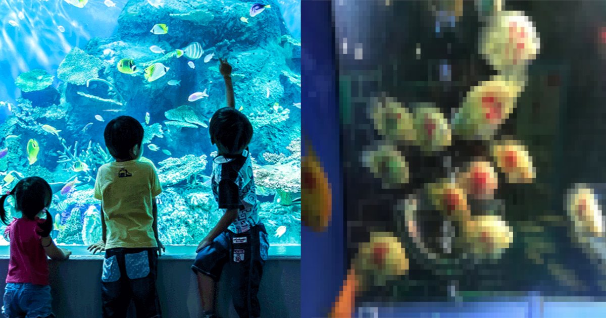 name.png?resize=412,275 - 【炎上】「あなたの○○が見つかるかな？」水族館、魚に○○を書いてSNSで非難殺到‼