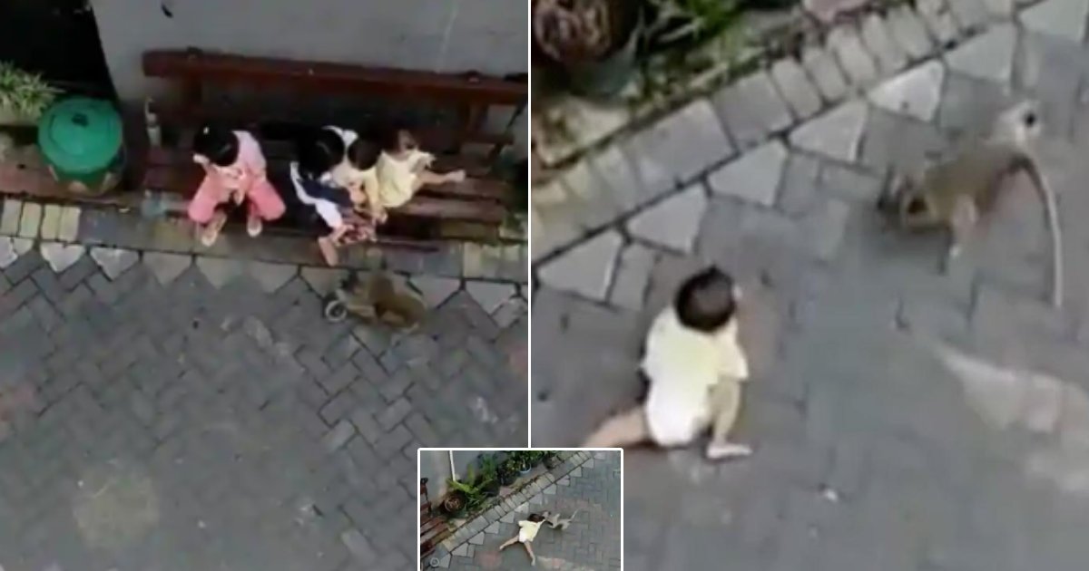 new project 4.png?resize=1200,630 - A Viral Video of Monkey Grabbing the Kid Goes Viral, Sparking Debate on Twitter