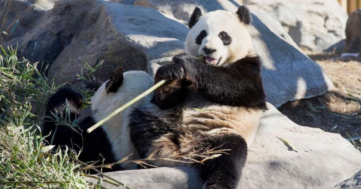 p3 5.jpg?resize=412,275 - Two Pandas At Calgary Zoo Are Heading Back To China Due To Shortage Of Bamboo