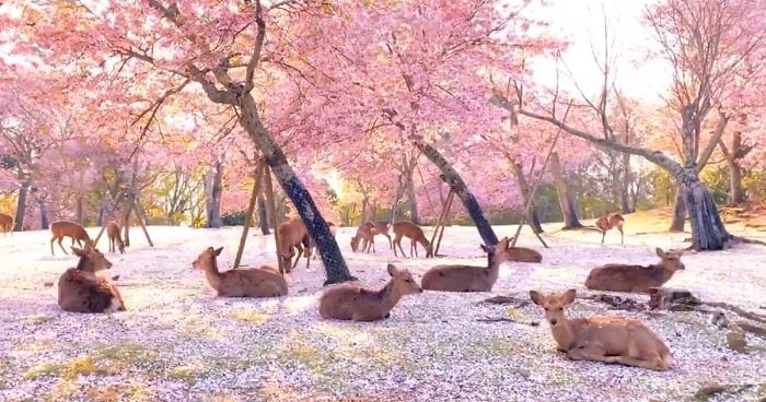 parc nara cerfs cerisier.jpg?resize=1200,630 - Une vidéo incroyable de cerfs sous des cerisiers en fleurs au Japon