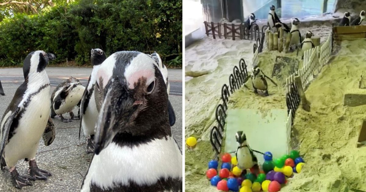 penguins6.png?resize=1200,630 - Bored Penguins Roamed Around Empty Zoo And Were Given Their Own Obstacle Course