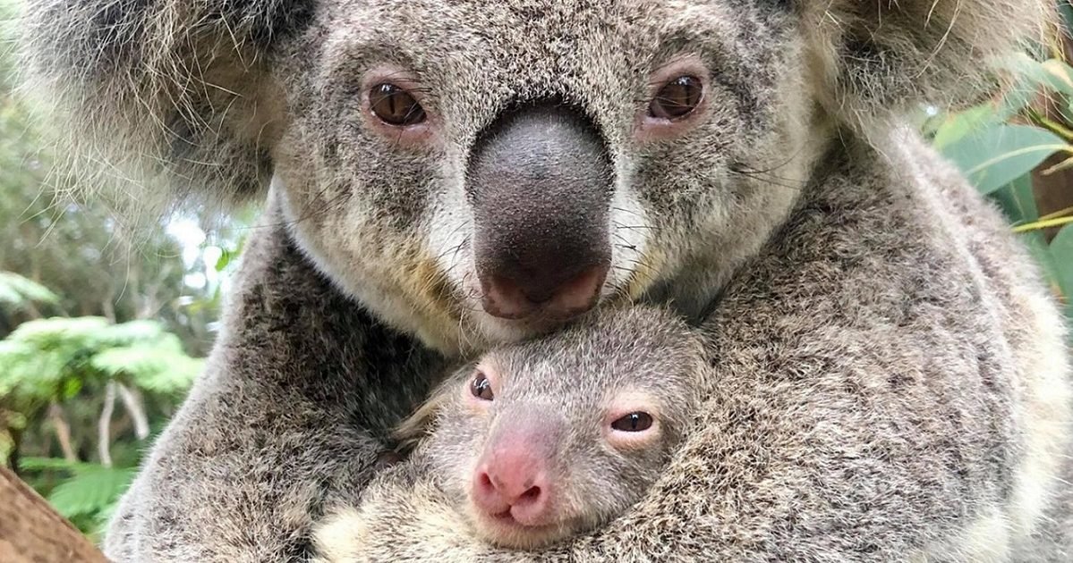 perthnow 1 e1590576235581.jpg?resize=1200,630 - En Australie, un zoo annonce la naissance du premier bébé koala depuis les incendies