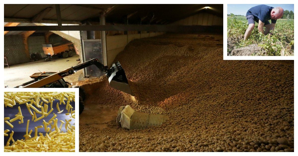 potato.jpg?resize=1200,630 - 'Please Eat More Fries' - Belgian Potato Processor Asks People To Help Farmers By Eating Fries
