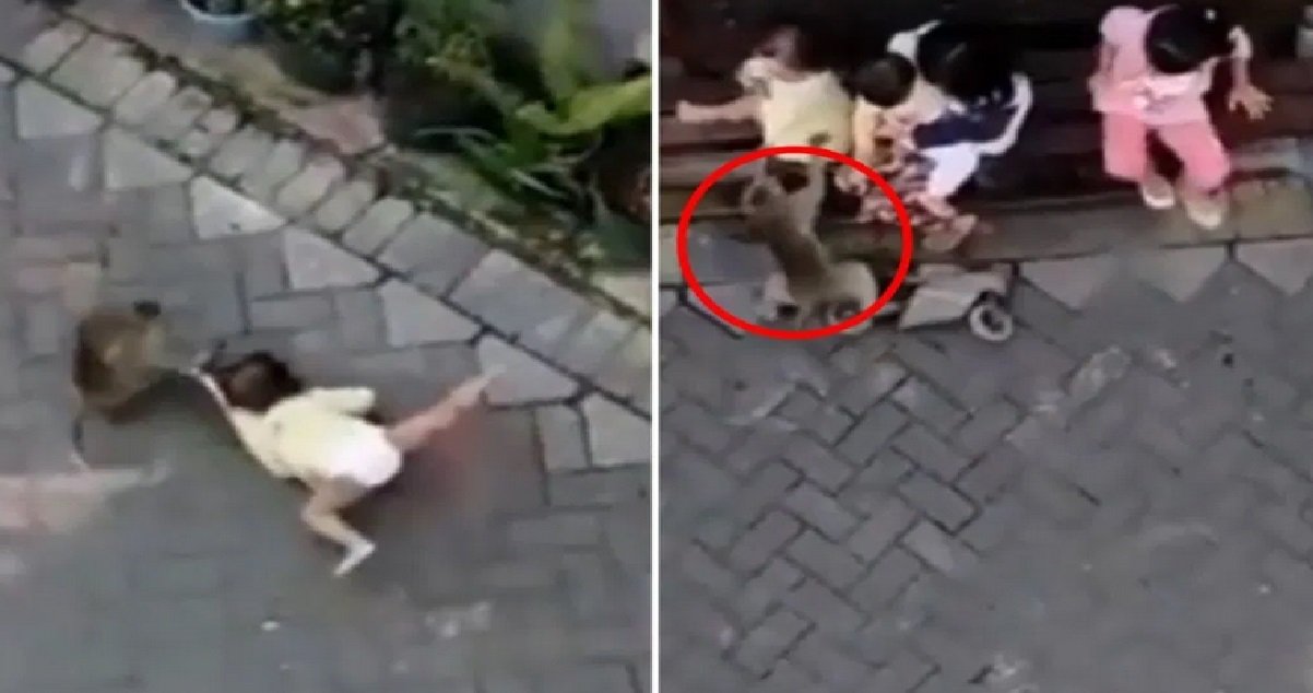 poupee 1.jpg?resize=1200,630 - Vidéo: un singe à moto a tenté de kidnapper un enfant !