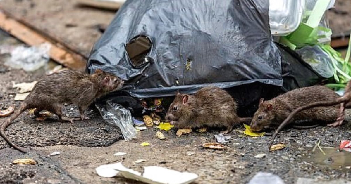 rats6 2.png?resize=1200,630 - CDC Warned Rats Are Becoming Even More Aggressive That They Started To Eat Each Other