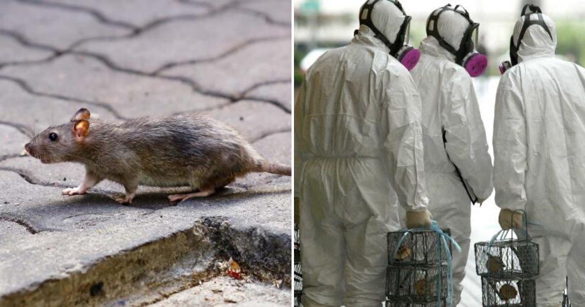 rats6.png?resize=412,275 - Rats Are Infecting Humans With Hepatitis E, And Even Experts Don’t Know How