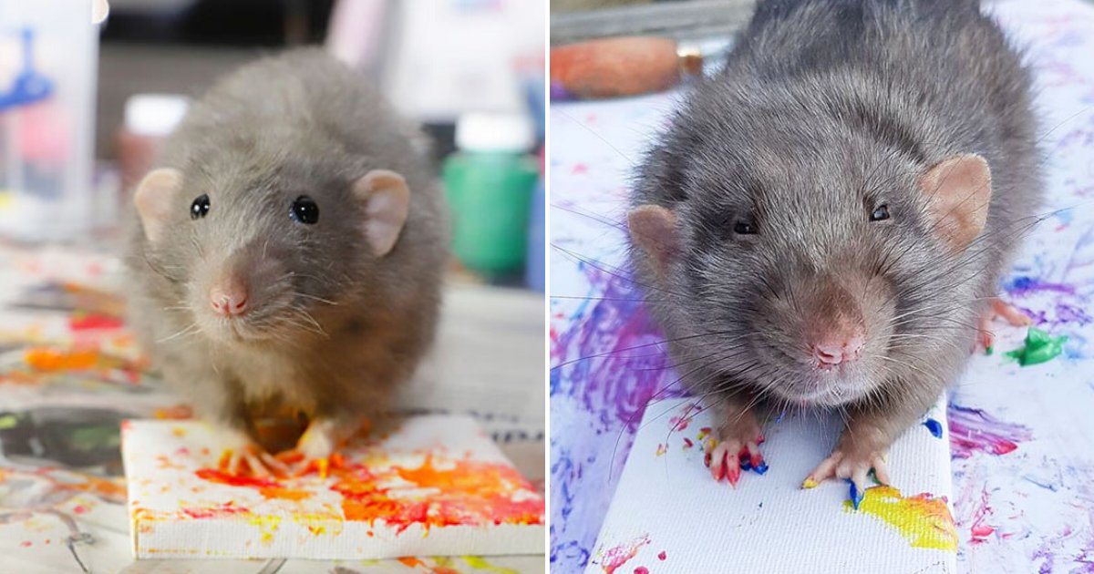 rats7.png?resize=1200,630 - Talented Rats Create Tiny Paintings And Their Beautiful Work Is Sold Out!