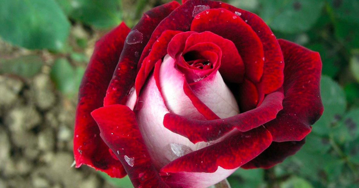 rose osiris.png?resize=412,232 - Rose Osiria : une rose bicolore rare pour égayer votre jardin