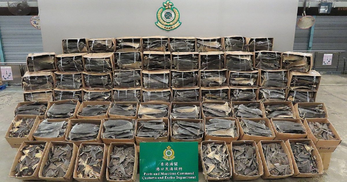 s3 2.jpg?resize=412,275 - Hong Kong Customs Scored Biggest Bust In The Region Seizing Fins From 38,500 Endangered Sharks