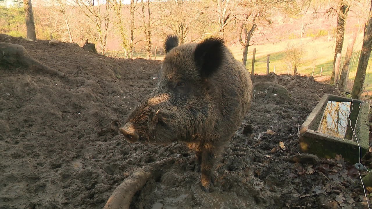 sanglier.jpg?resize=412,275 - Corrèze: une pétition a été lancée pour sauver Maurice, un sanglier menacé d'euthanasie