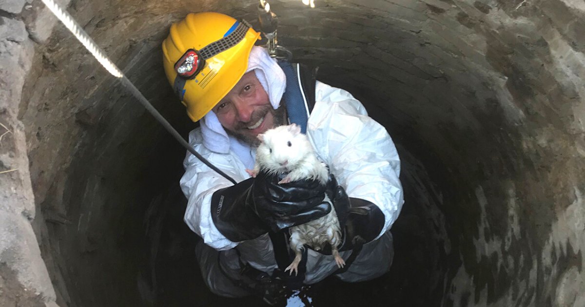 snowball3.png?resize=412,275 - Thrill-Seeking Guinea Pig Escaped From Home And Had To Be Rescued From Sewer Pipe