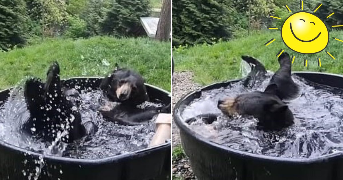 takoda4.png?resize=1200,630 - Adorable Bear Named Takoda Enjoys Splashing Around In A Tub Filled With ‘Cold Water’