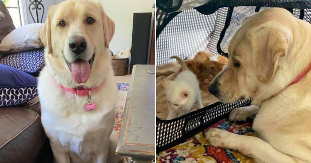 truvy6.png?resize=412,275 - 2-Year-Old Dog Meets Adorable Orphaned Kittens And Adopts Them All