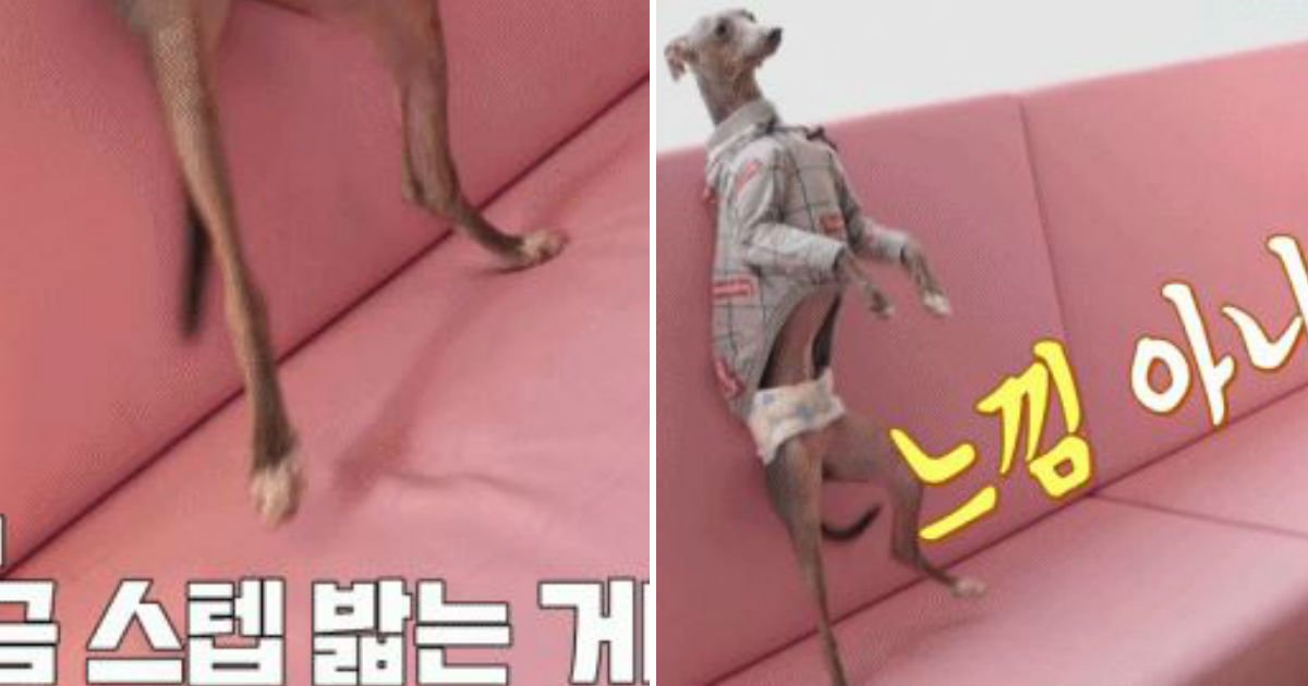 untitled 207.jpg?resize=412,275 - "개(犬)관종의 끝판왕"...'두 발'로 서서 춤추는 개.gif