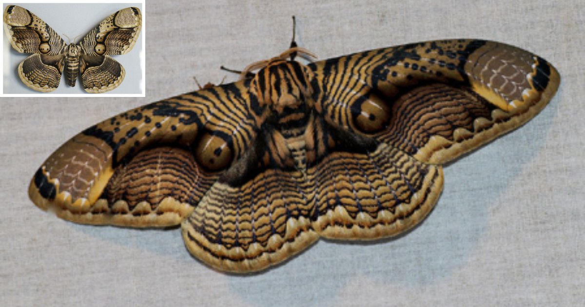 untitled design 1 12.png?resize=412,275 - Wildlife Photographer Shared Photos of A Giant Brahmin Moth With Tiger Eye Wing Pattern, and We Cannot Thank Him Enough