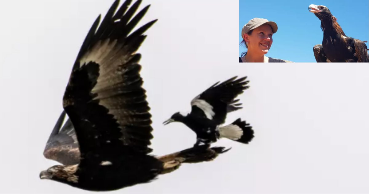 untitled design 1 2.png?resize=1200,630 - An Amateur Photographer Captured A Magpie Taking A Free Ride On An Eagle