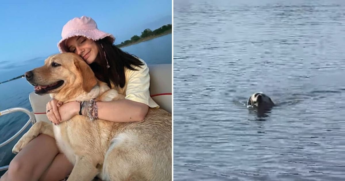 untitled design 1 6.jpg?resize=412,275 - Dog Jumped Into Water And Swam After The Boat When His Family Left