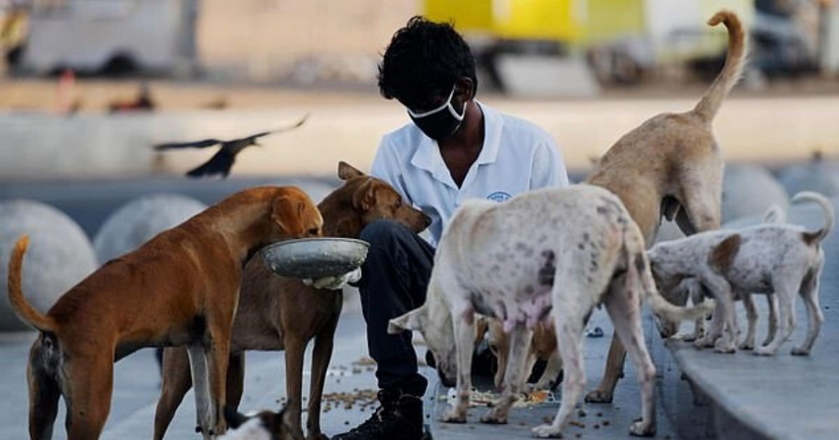 untitled design 10.jpg?resize=412,275 - Millions Of Stray Dogs And Cattle Left With Nothing To Eat Amid Lockdown