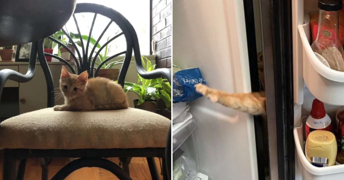 untitled design 12.png?resize=412,275 - Carrot, The Cat, Has Gone Viral For Sticking His Arm Through The Fridge Door