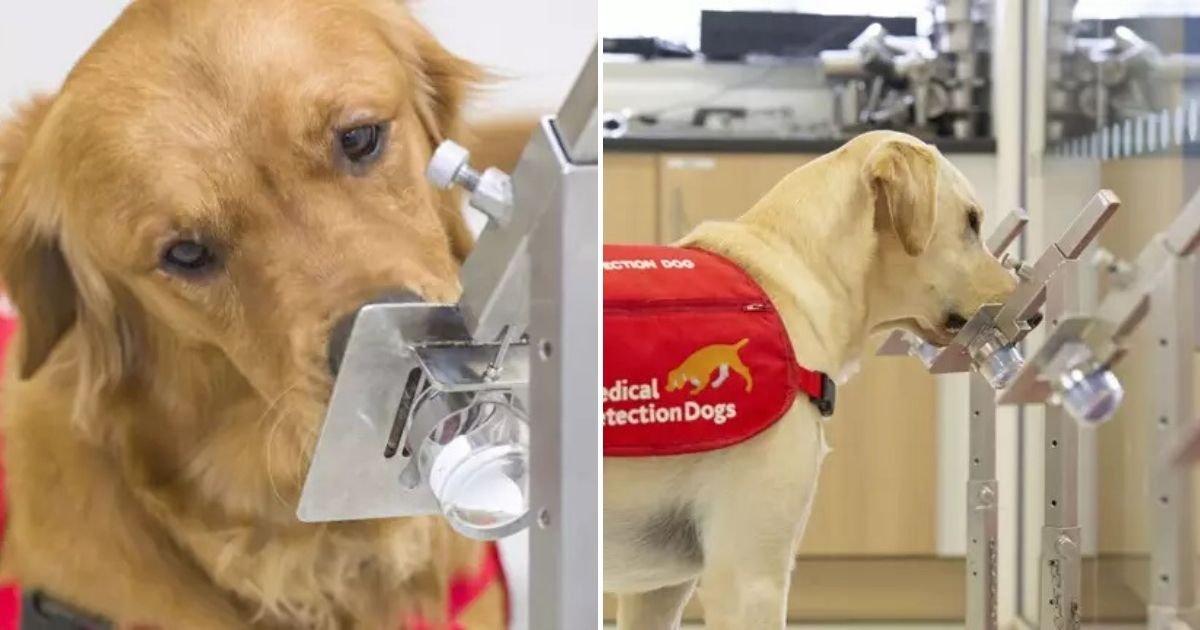 untitled design 2 7.jpg?resize=412,275 - Dogs Are Getting Trained To Detect Coronavirus By Sniffing