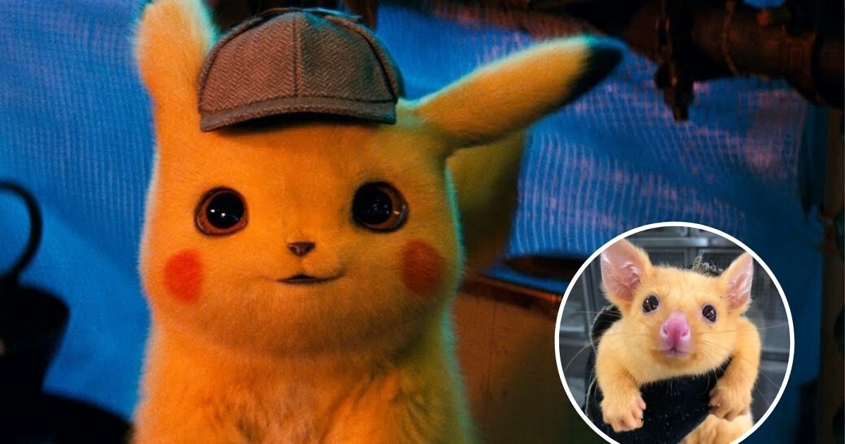 untitled design 3 11.jpg?resize=412,275 - Vets Shared Photos Of A Rare Golden Possum That Looks Like Pokémon Pikachu