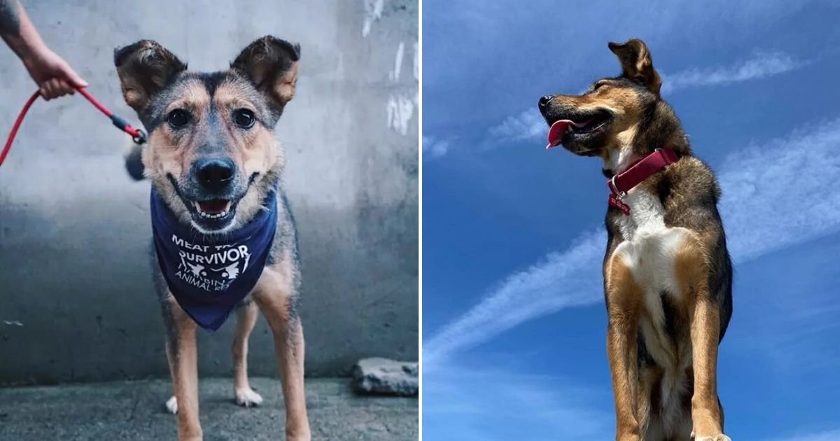 untitled design 3 2.jpg?resize=412,275 - Dog Became A Service Animal After Getting Rescued From Truck Destined For Meat Market
