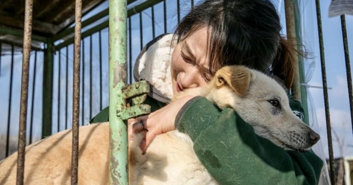 untitled design 3 6.jpg?resize=412,275 - Animal Rescuers Saved Dozens Of Dogs From A Meat Farm