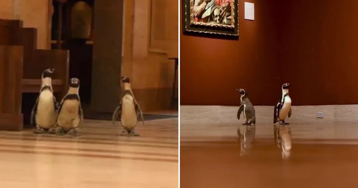 untitled design 3 7.jpg?resize=1200,630 - A Group Of Penguins Visited An Art Museum During Lockdown