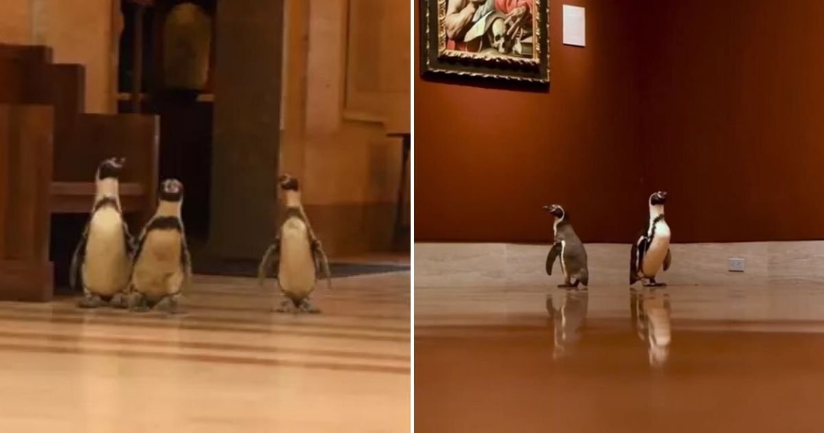 untitled design 3 7.jpg?resize=412,275 - A Group Of Penguins Visited An Art Museum During Lockdown