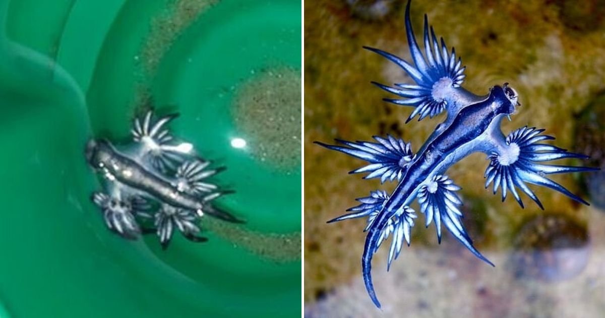 untitled design 3 9.jpg?resize=412,275 - Dangerous Blue Dragon Slugs Have Invaded The Seawaters Of Texas
