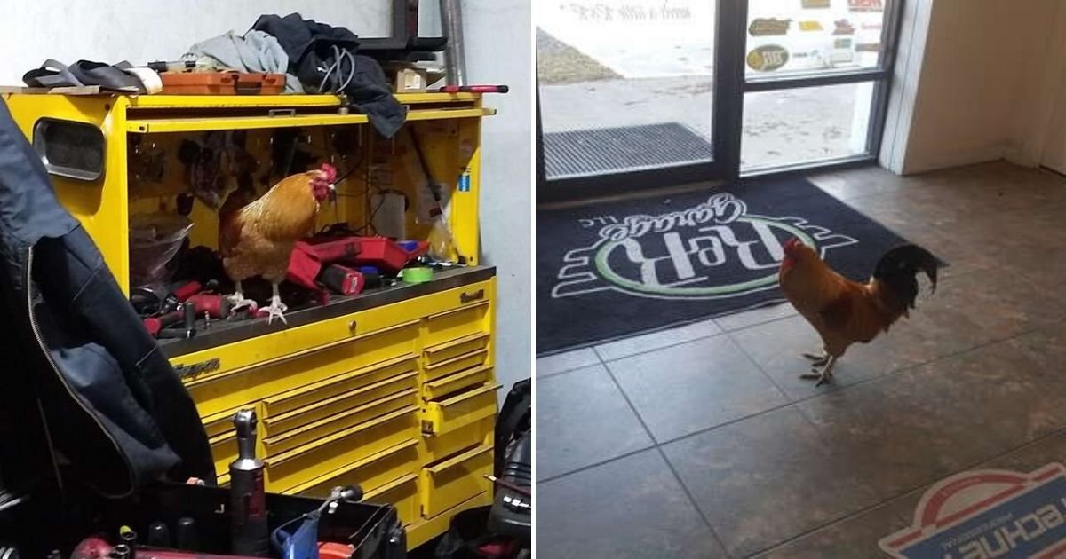 untitled design 32.jpg?resize=412,275 - Stray Rooster Entered A Car Repair Shop And Decided To Become A Part Of The Team