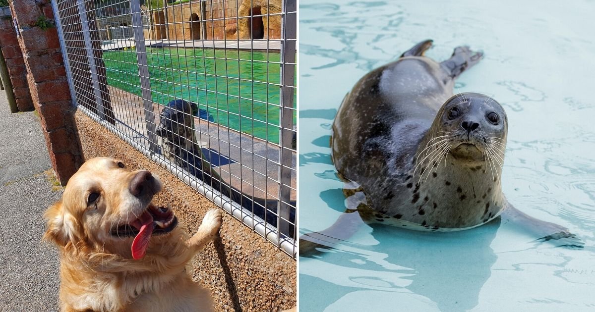 untitled design 4 15.jpg?resize=412,232 - Dogs Are Helping Cheer Up Seals At A Sanctuary Amid Lockdown