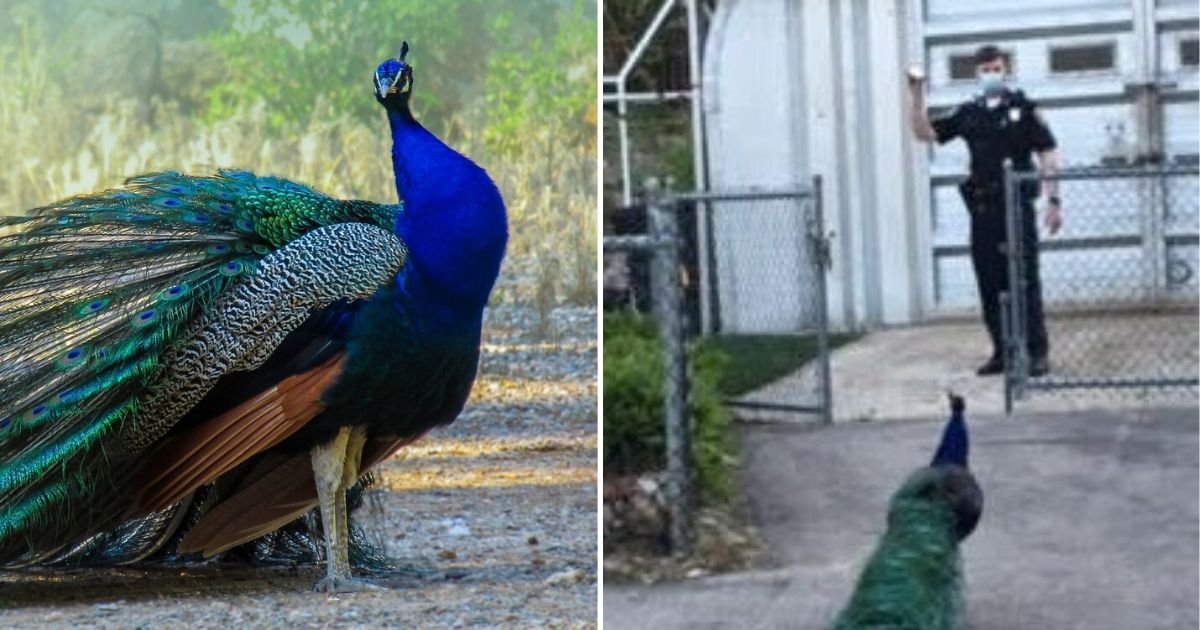 untitled design 4 6.jpg?resize=412,232 - Police Officers Lured Runaway Peacock With The Help Of A Mating Call