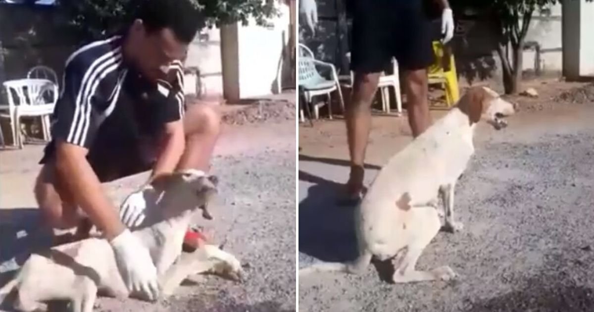 untitled design 40.jpg?resize=412,275 - Hero Teenager Saved Stray Dog’s Life After The Animal Suffered A Heart Attack