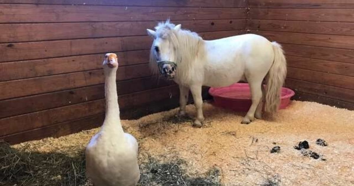 untitled design 5 2.jpg?resize=412,275 - Rescue Horse And Goose Found In Filthy Conditions Share A Special Bond